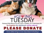 animal-rescue-donations_cdbe8544c.jpg