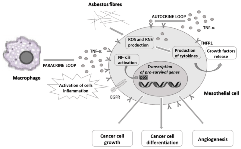 claims-mesothelioma_042253ce4.jpg