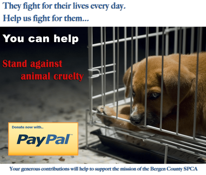 donate-to-the-spca_77684845a.jpg