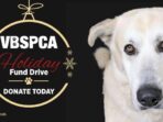 donations-spca_5d60ab774.jpg
