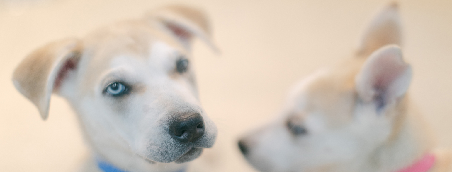 Donate To The Spca Donate To The Spca